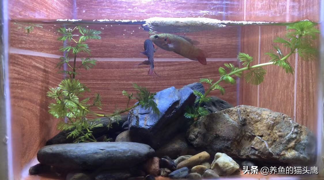 叉尾斗鱼繁殖教程,中国斗鱼繁殖第10天