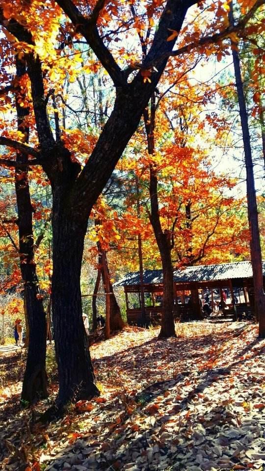 王维最精彩的山水诗，40个字的唐诗有30字在写秋天山林美景