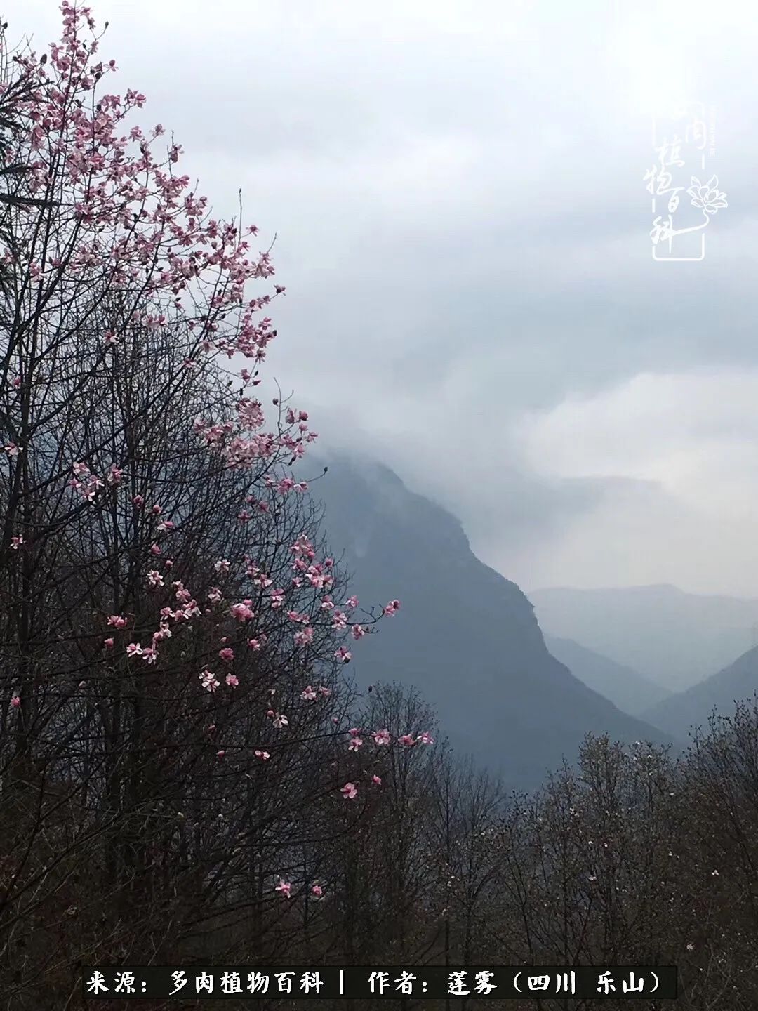 治愈系多肉精灵,初冬携一抹暖阳与多肉相伴