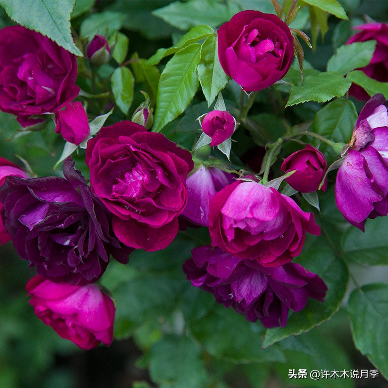 月季红蜘蛛紧急处理,月季红蜘蛛怎么预防