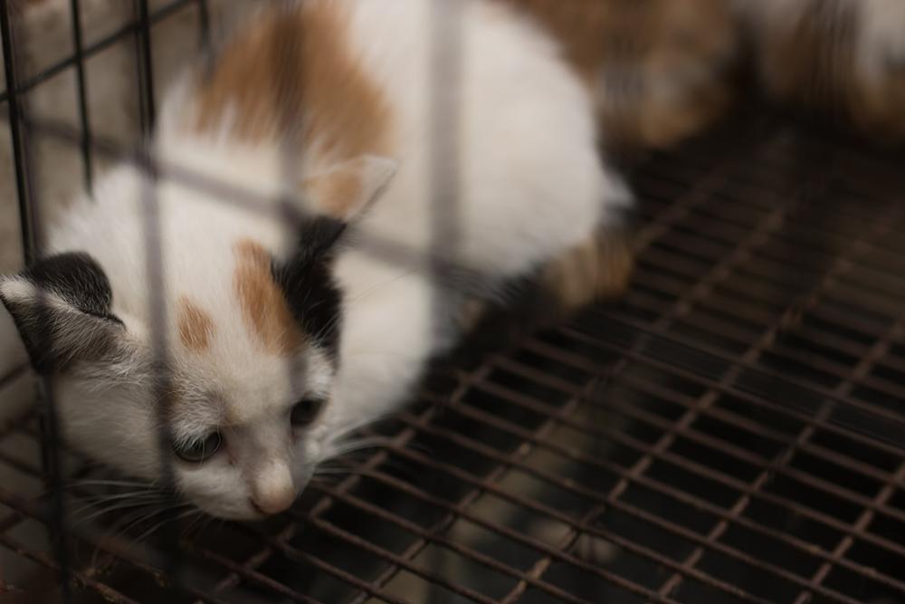 大白处理宠物狗,大白宠物泪痕