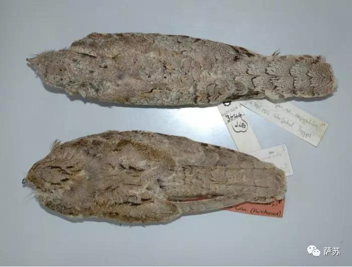 这种*疆新**特有的暗夜精灵,为何在人类视野中消失了90年?