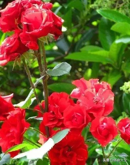 一至十二月的花期,12月到2月份的花期