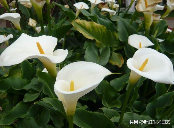 马蹄莲开花期间养护注意什么,马蹄莲的养护要点和方法