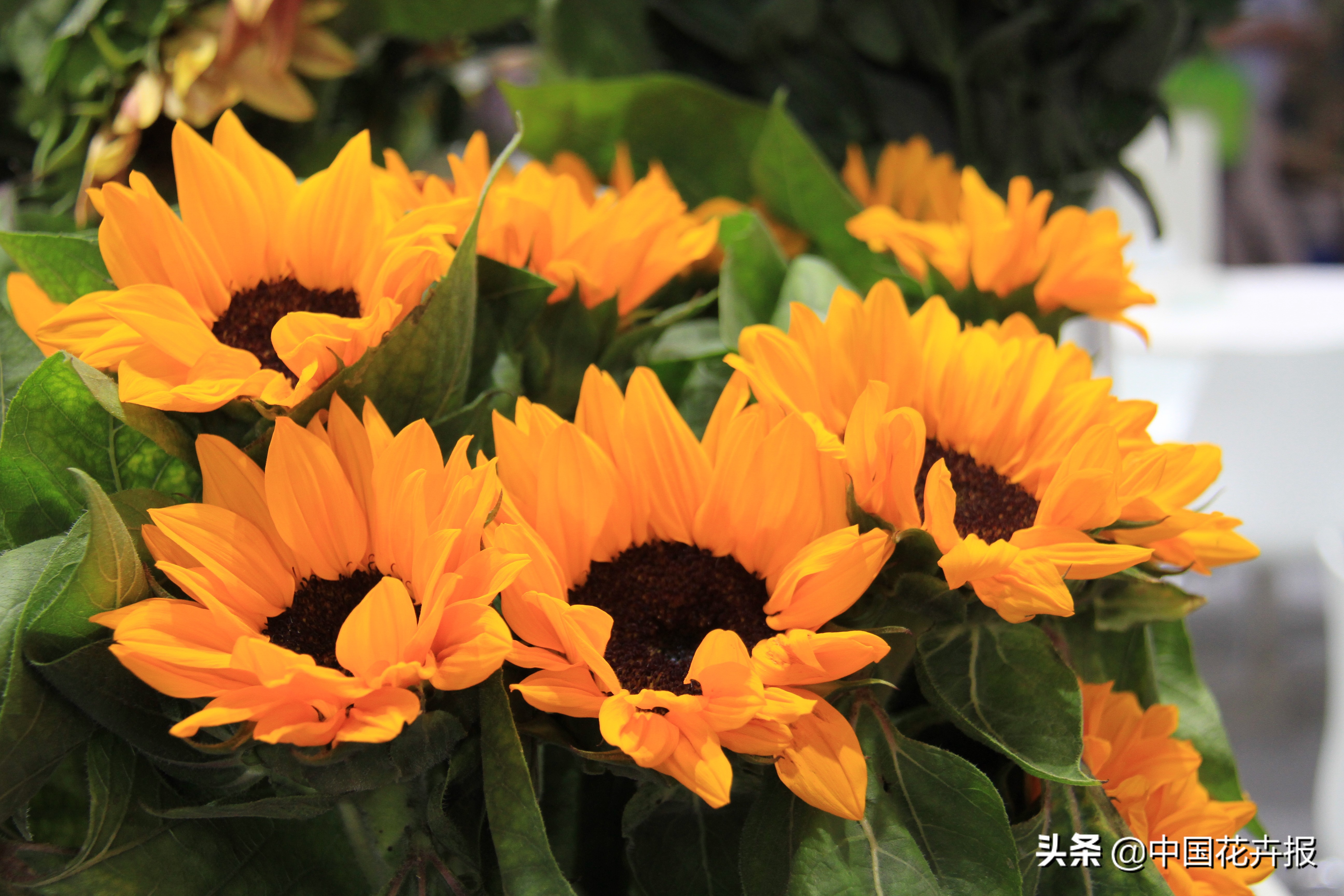 父亲节来了给爸爸买点啥,父亲节来了要给爸爸送些什么呢