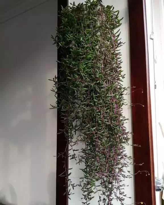 吊兰多肉养护技巧和方法,多肉吊兰哪个品种观赏性好
