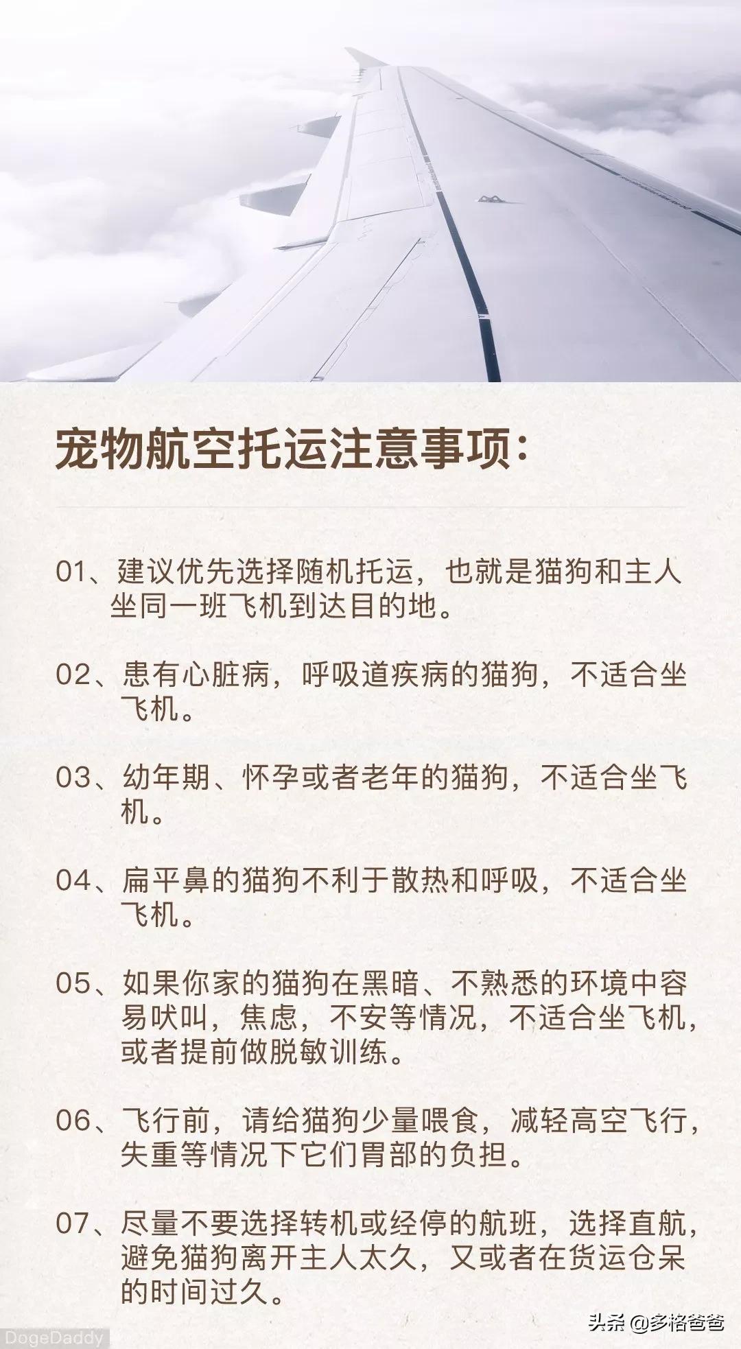带狗狗回家过年注意事项,过年回家怎么带狗狗回去