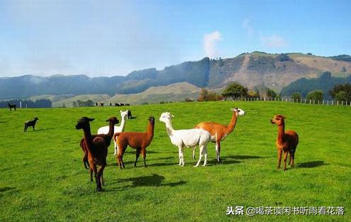 13天自驾新西兰，这个不缺蓝天与绿草的国度无比的热情富有生命力