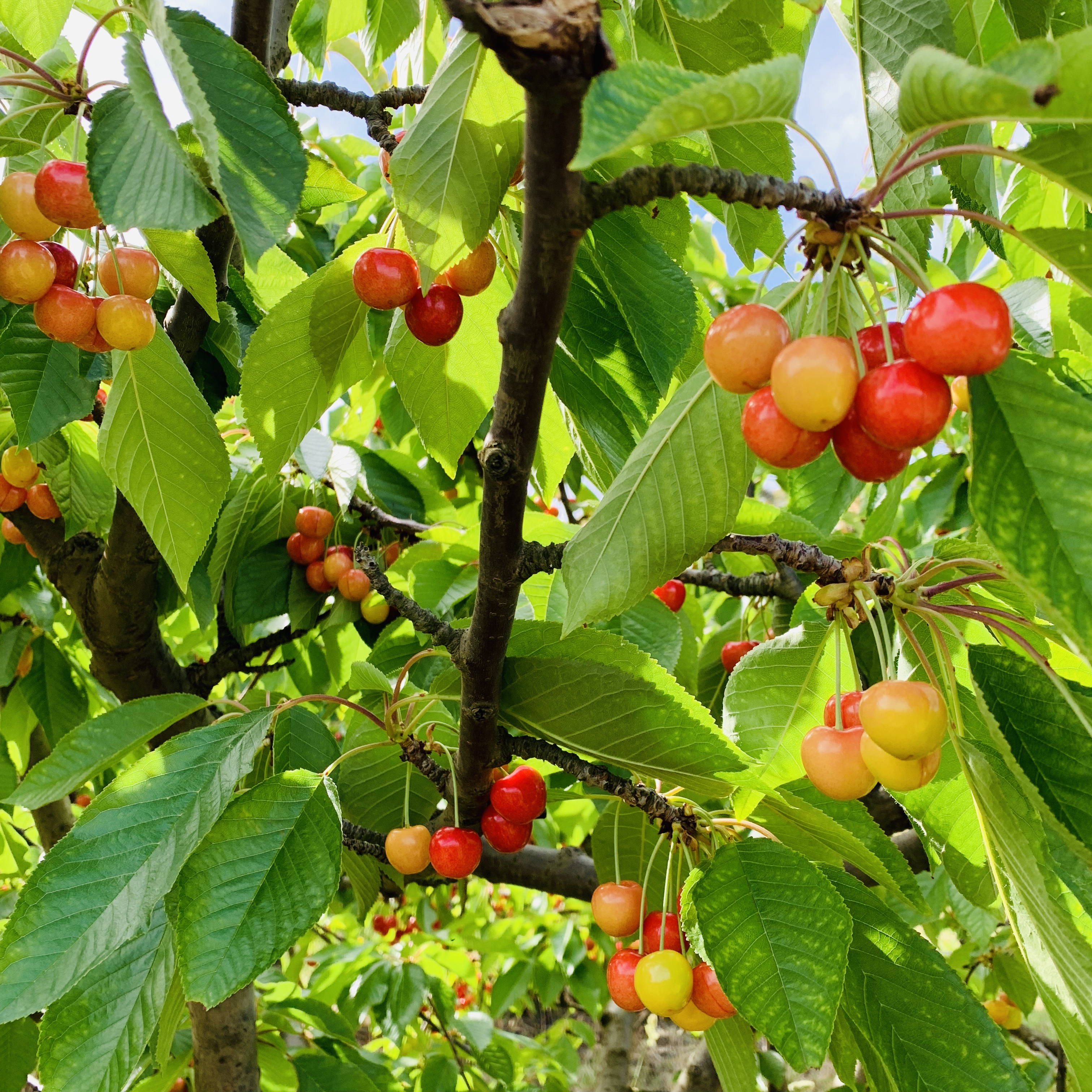 澳洲樱桃采摘,在澳洲采樱桃视频