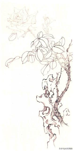 国画月季画法视频教程,工笔月季枝干的画法
