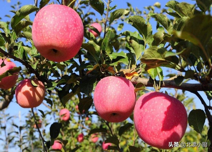 中国最好的苹果产于哪里,这个季节苹果哪里产的最好吃