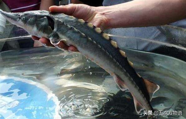 松花江名鱼三花五罗十八子,三花五罗十八子鳇鱼