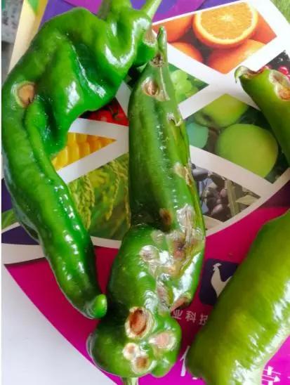 辣椒炭疽病最佳治疗方法,辣椒炭疽病的症状和治疗方法