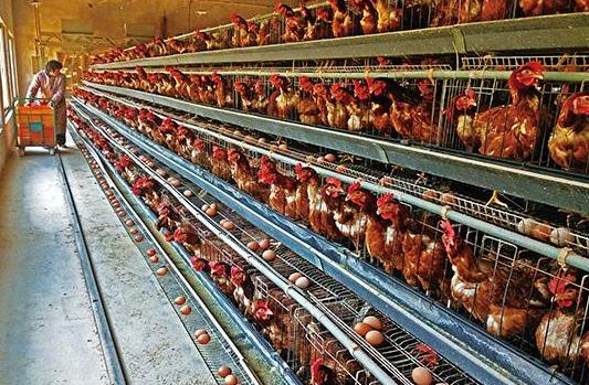 如何让蛋鸡多产蛋,蛋鸡多下蛋妙招