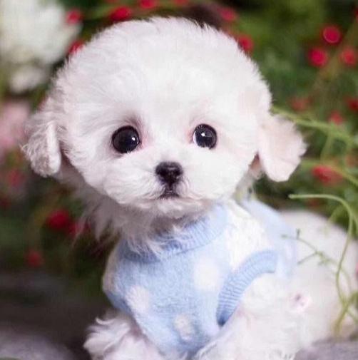 为什么茶杯犬不可以养,茶杯犬多少钱一只好不好养呢