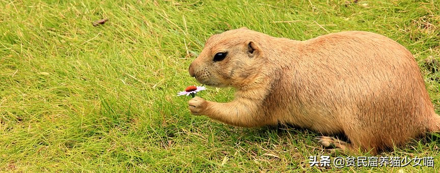 养一只土拨鼠需要什么,呆萌可爱的土拨鼠可以在家养