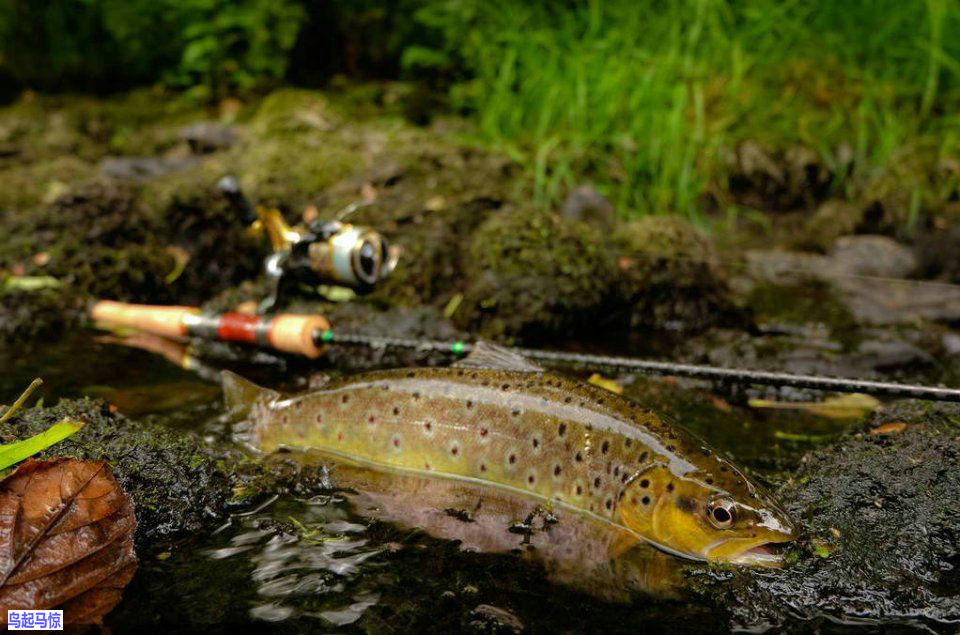 野钓到底有没有必要买路亚线,路亚pe线和船钓pe线有什么区别吗