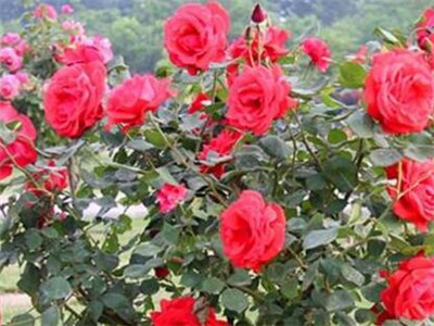 月季树怎么种,月季树怎么修剪才能长得茂盛