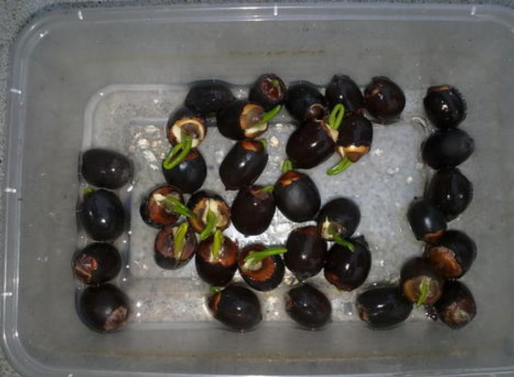 怎样养好碗莲,如何养好碗莲书籍