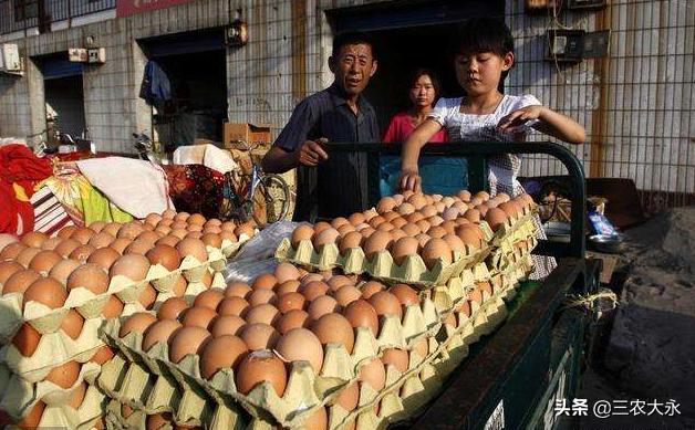 养鸡解暑小妙招,天气热养鸡吃什么药防病