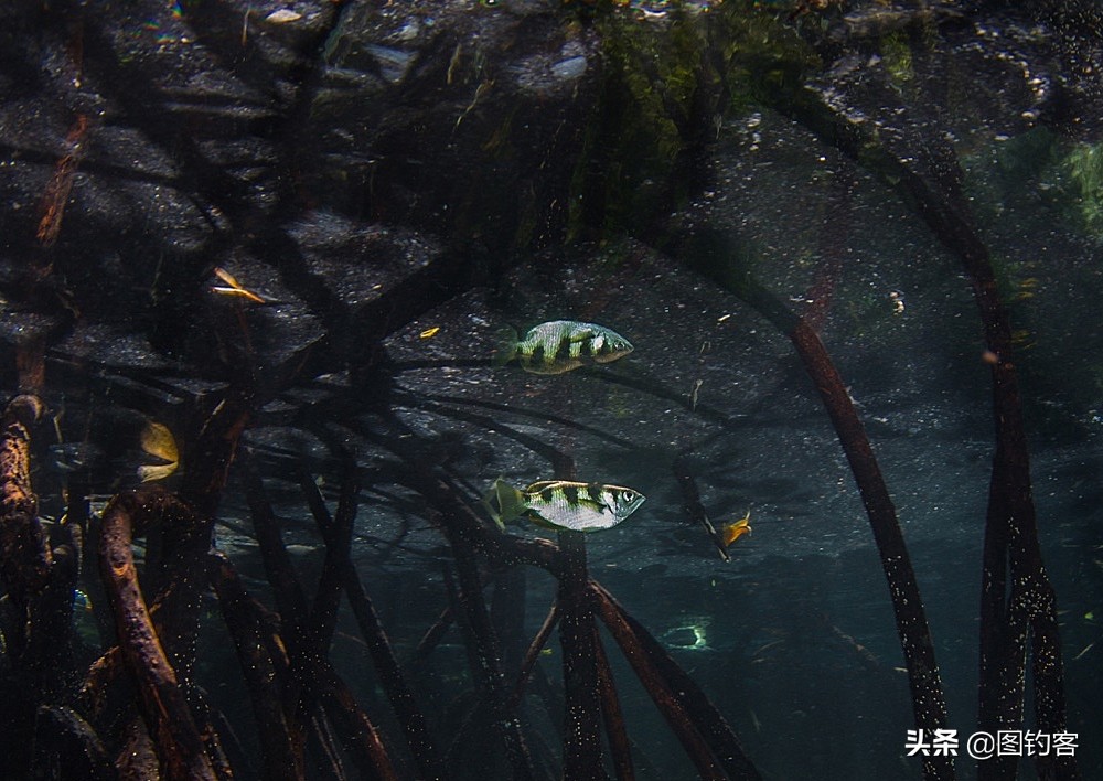 淡水中的汽水鱼,淡水汽水鱼有哪些