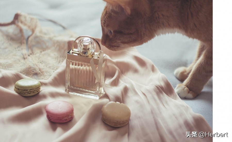 香水入门基本知识,香水从零开始入门