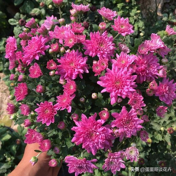 菊花长得快怎么办,菊花长得特别高怎么变矮