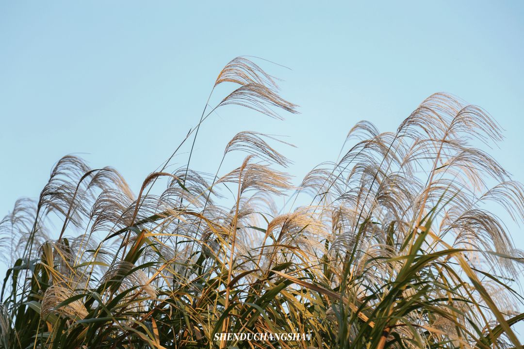 长沙旅游攻略必去的十大景点推荐,长沙旅游攻略必去十大景点免费