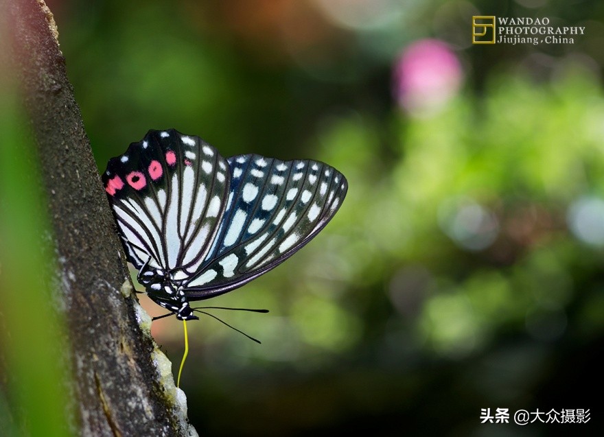 他7年专注拍蝴蝶,获“蝶痴”、“蝶仙”雅号