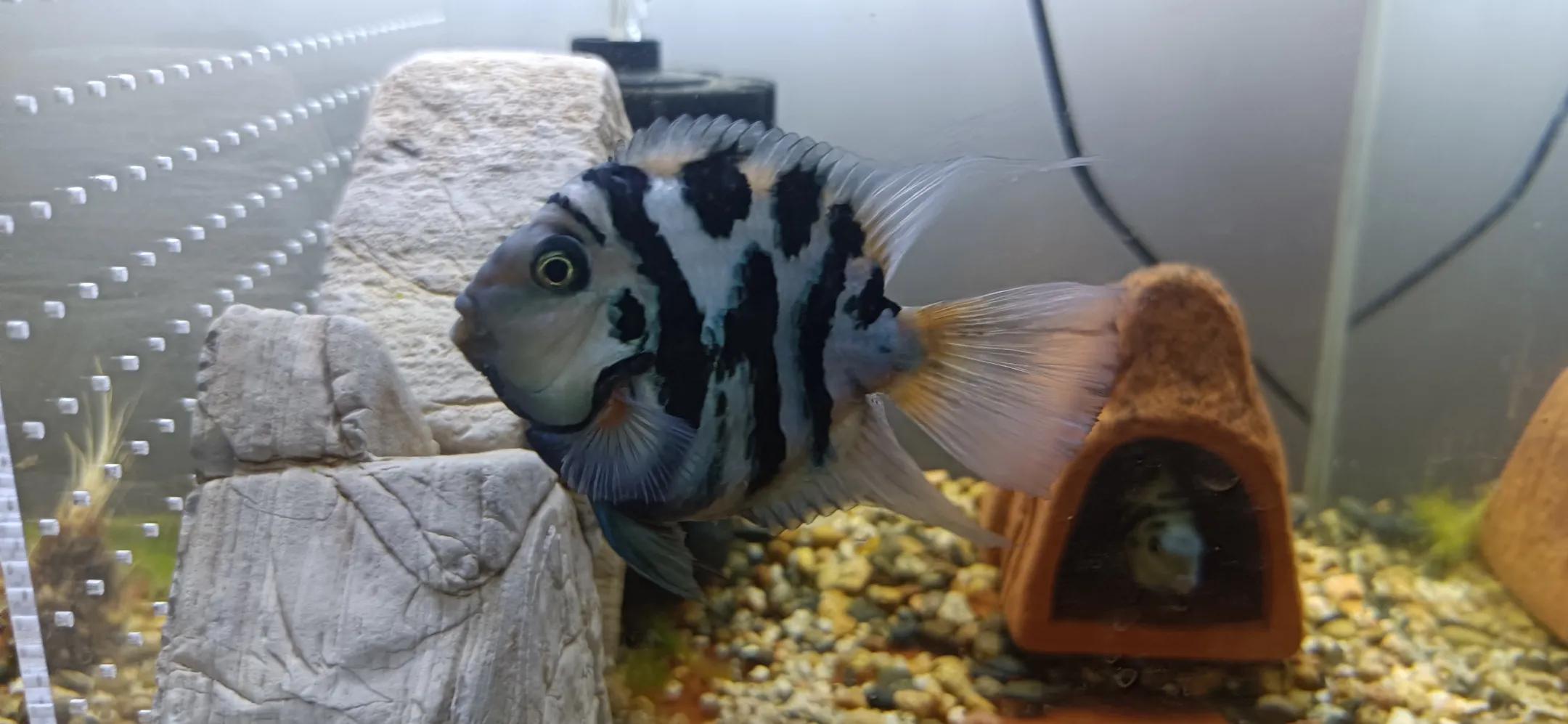 鹦鹉鱼可以跟迷你鹦鹉鱼一起养吗,迷你鹦鹉鱼会吃别的鹦鹉鱼小鱼吗