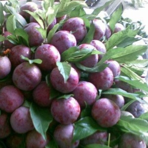 农村大棚种植和人工养殖项目,农村比较赚钱的种植养殖项目