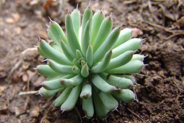 人吃多肉植物,人吃多肉会得癌症吗