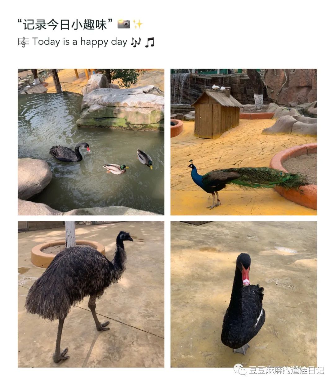 飞鸟和蝉动物世界,飞鸟动物王国