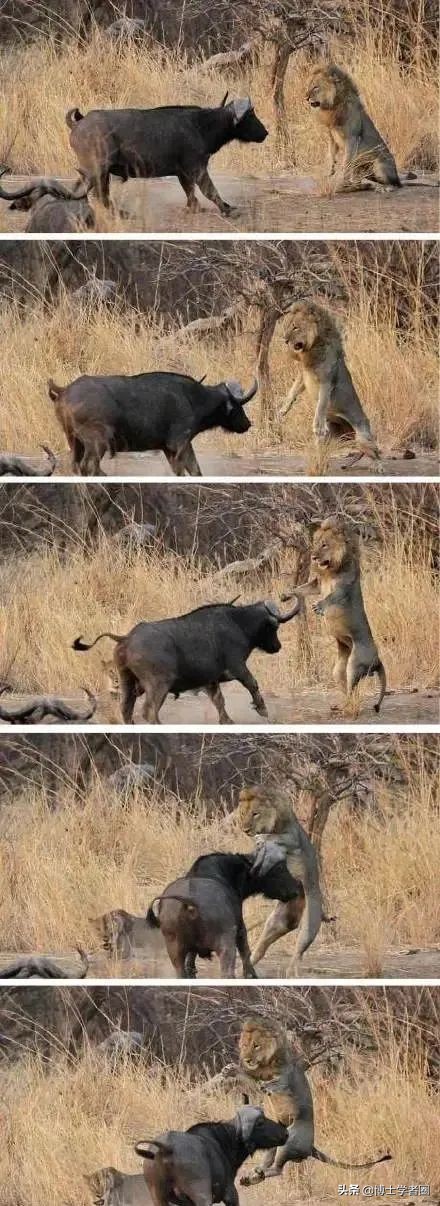 母狮一天发情40次,还追着公狮咬蛋蛋?根本不是这样啊....