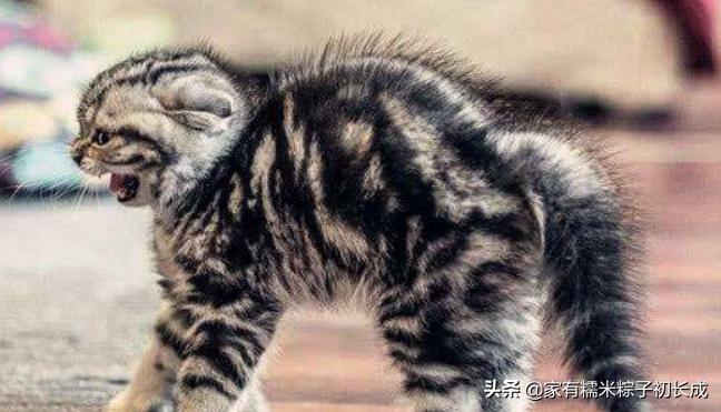 猫咪之间交流不会喵喵叫,猫咪是如何和别的猫说话的