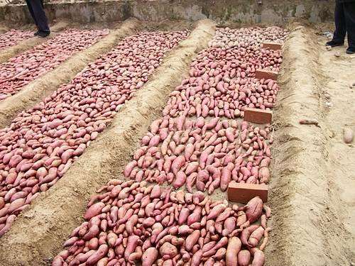 红薯怎么种才壮苗,红薯如何培育壮苗