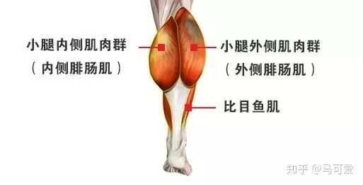小腿粗可以通过运动改善吗,小腿能粗到什么地步
