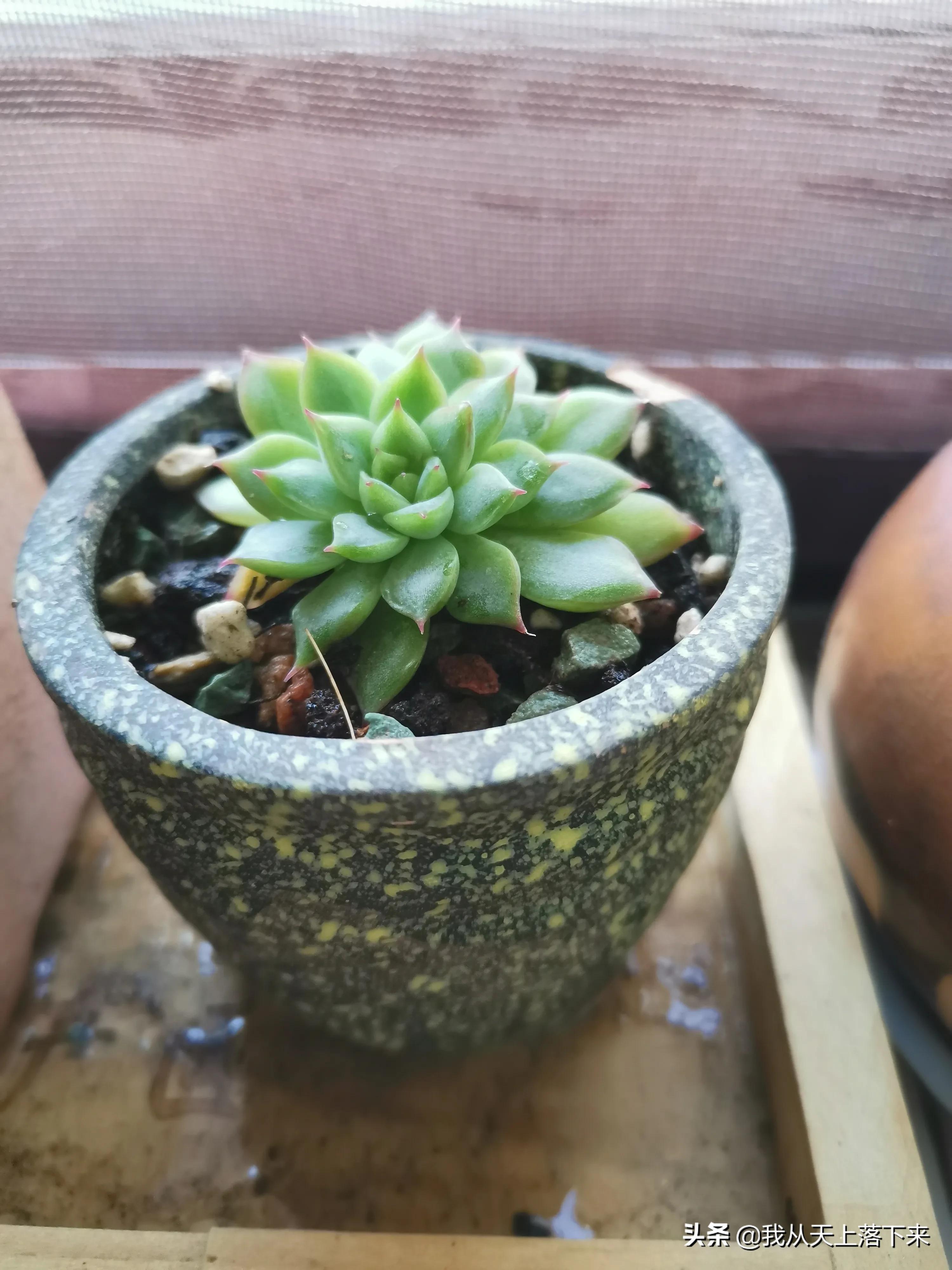 89种常见多肉植物品种图，实物拍摄，还不认识的小伙伴赶紧收藏好