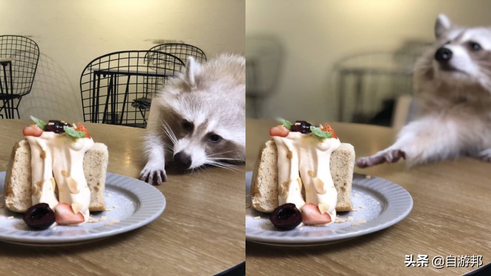 台北「猎奇动物」咖啡厅推荐！陪你度过放松时刻