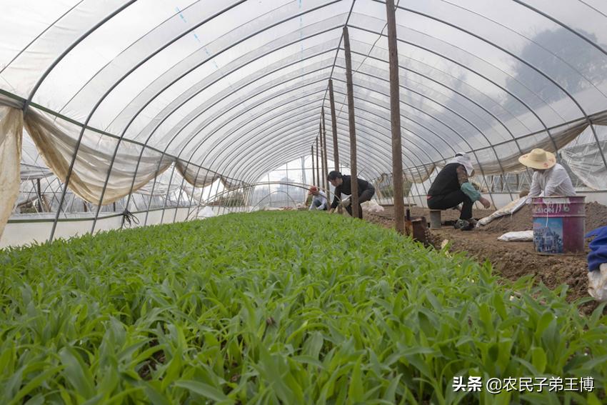 蕹菜田间管理,蕹菜枯萎病