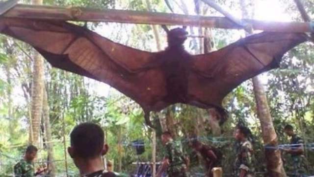 世界最大的蝙蝠是什么蝙蝠,世界上最大的一个蝙蝠的图片