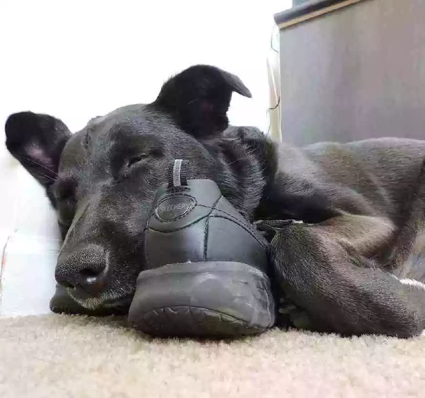 分离焦虑症狗狗止吠训练,狗狗因为分离焦虑症随地大小便