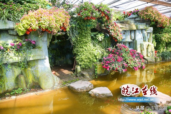 和县蔬菜产业发展,蔬菜产业如何与乡村振兴有效衔接