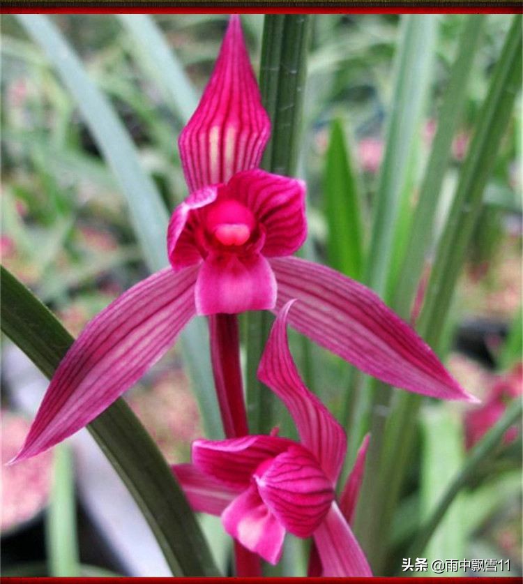 如何快速辨别兰花的品种,兰花有真兰花和假兰花吗