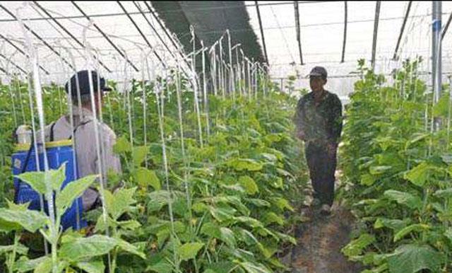 大棚蔬菜的蓟马怎么防治,大棚黄瓜蓟马各种虫害图片