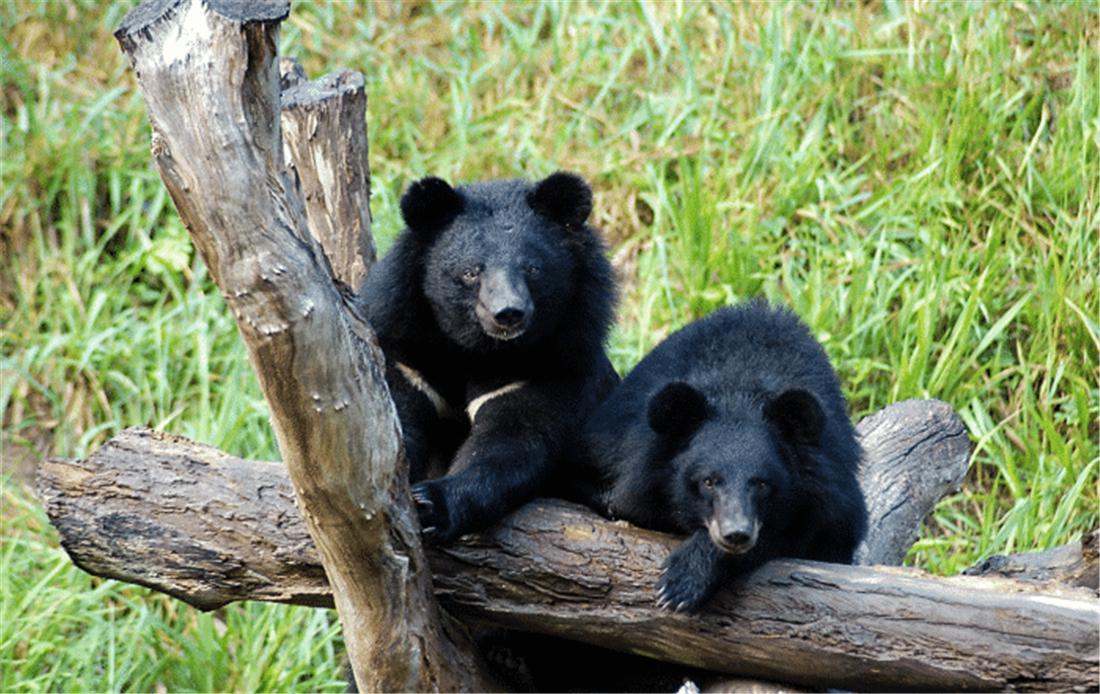 中国多地发现黑熊,野生黑熊有多凶猛