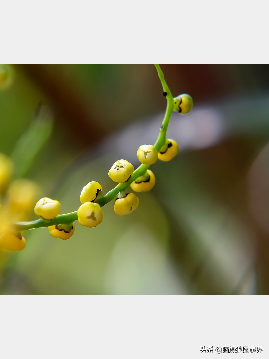 佳能rf24105f4和ef24105f4二代,佳能24105银圈镜头虚化效果