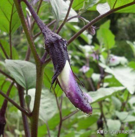 立秋茄子有什么禁忌,为什么说秋后茄子少吃