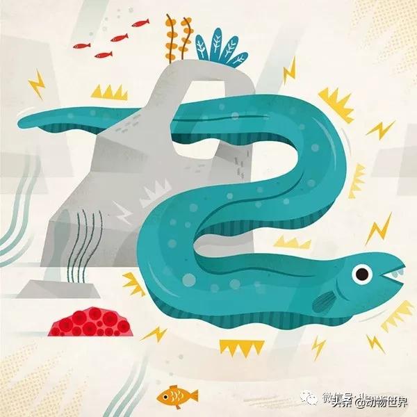 动物世界冷知识-乌贼进食首先要经过的脑部？