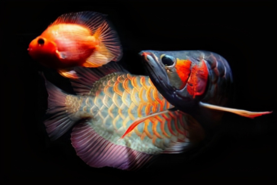 一条鱼卖了5000多,一条鱼卖到1500万